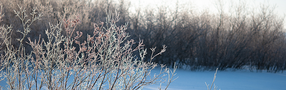 Salix lapponum in winter