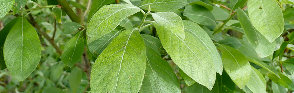Salix lanata