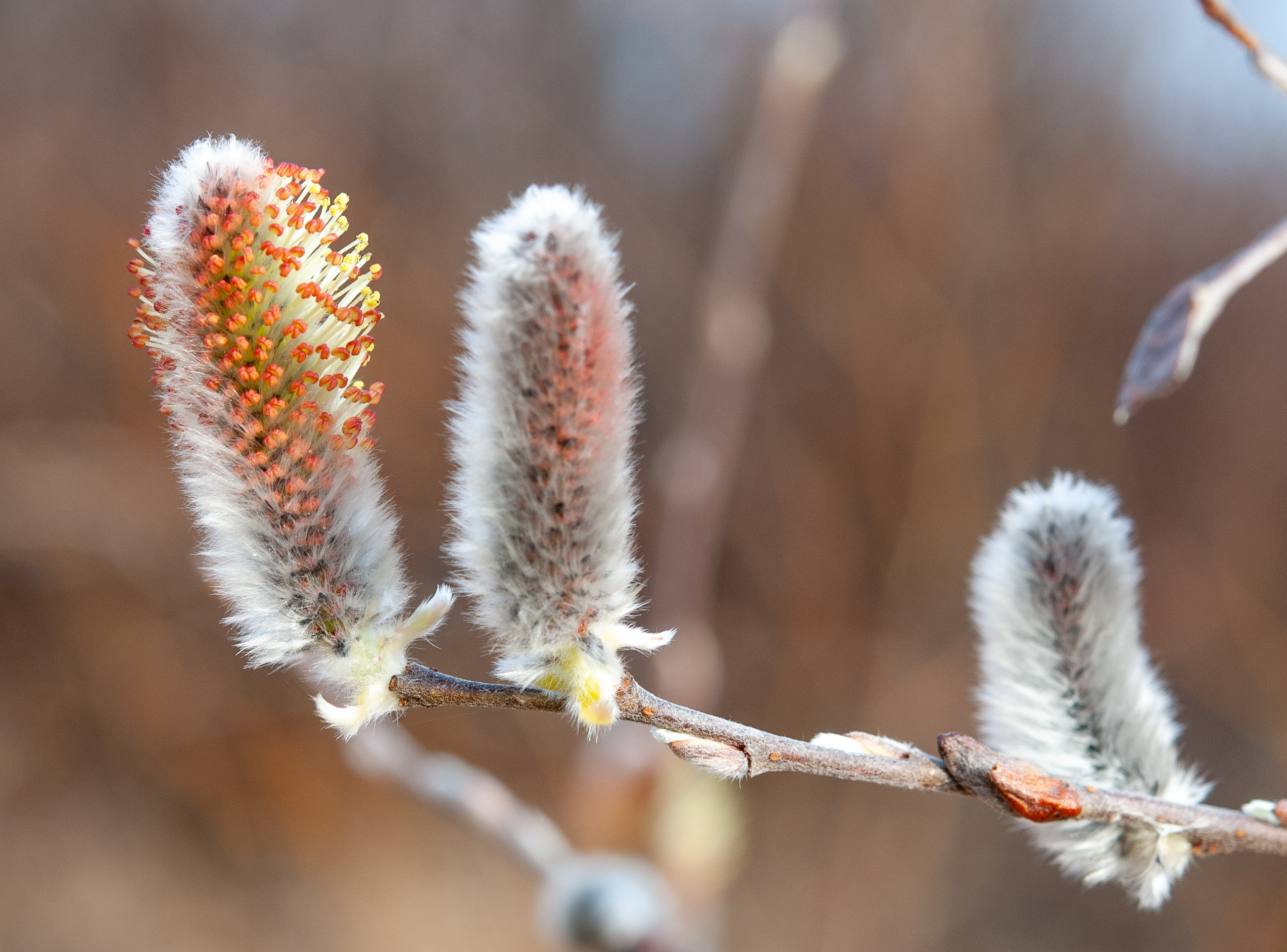 Willows of Northern Europe