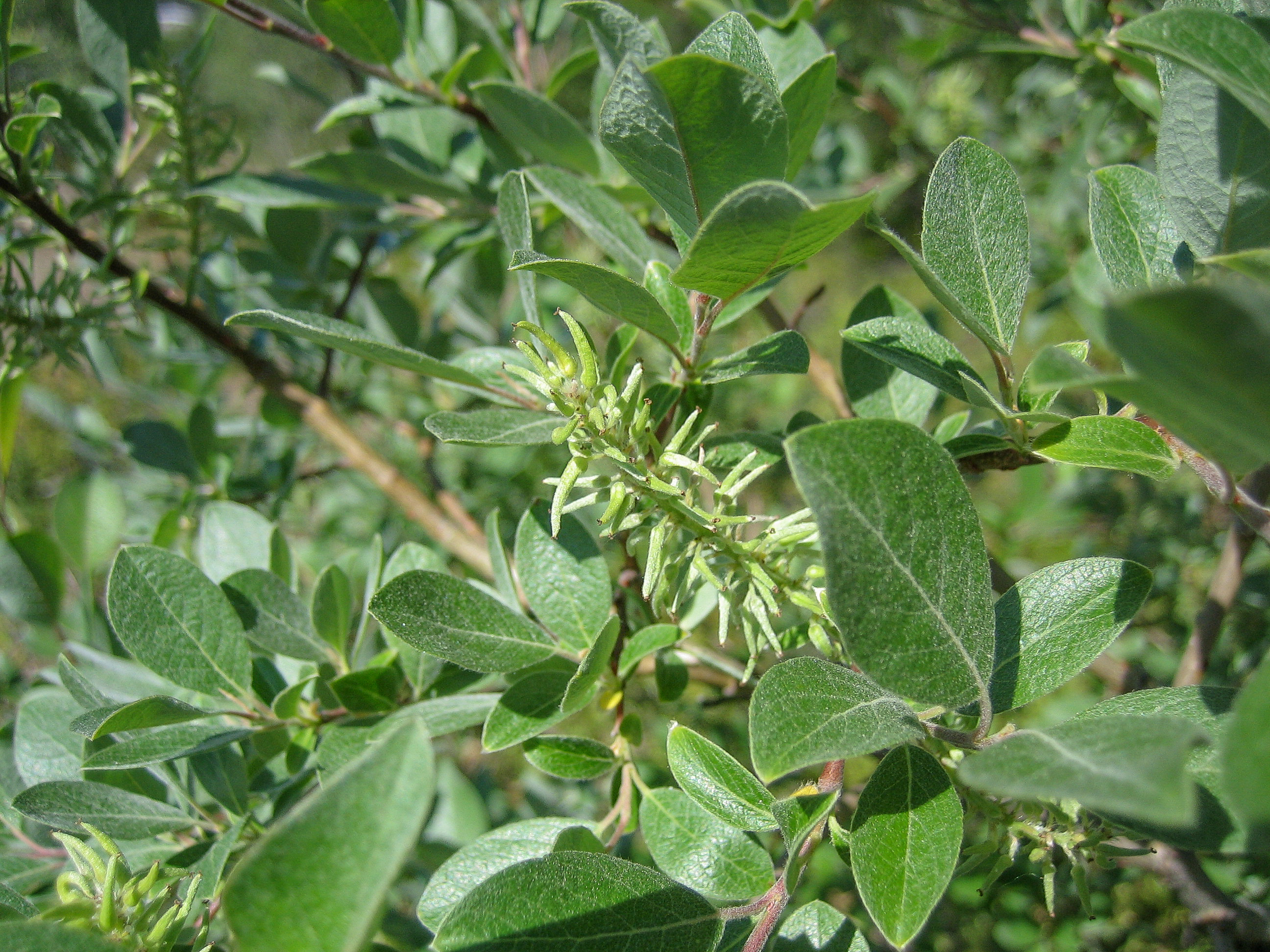 Diamond Leaf Willow Tundra