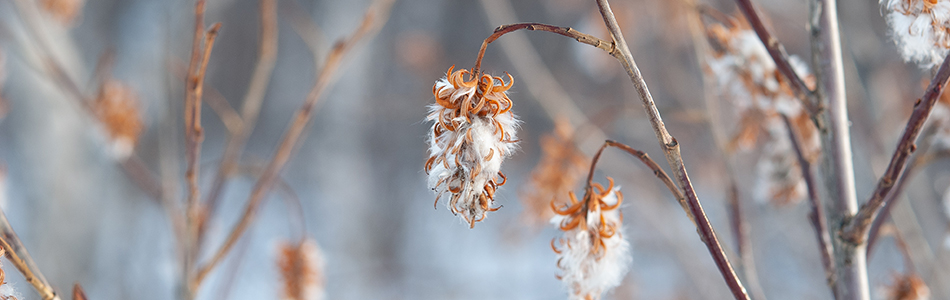 Salix pentandra catkins in winter